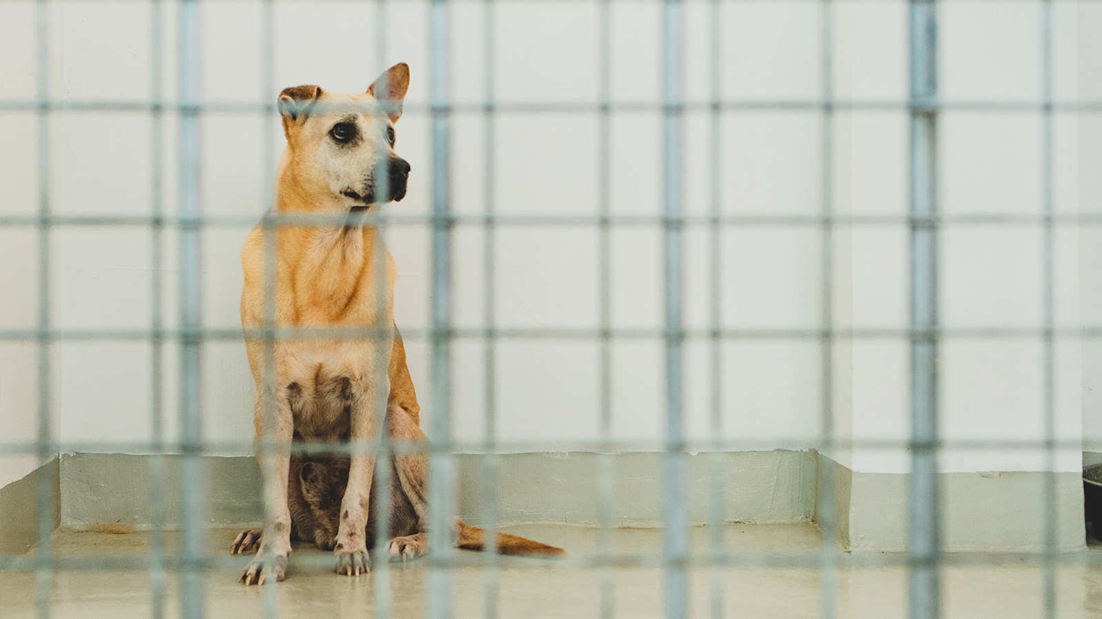 Singapore’s animal welfare groups struggle to stay afloat amid manpower crisis