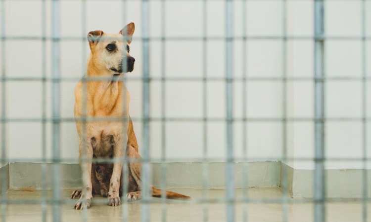 Post thumbnail of Singapore’s animal welfare groups struggle to stay afloat amid manpower crisis