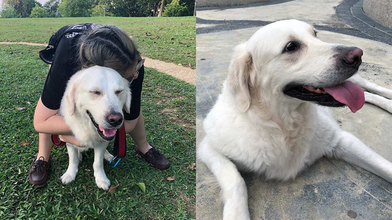 When their dog desperately needed a blood donation, they turned to social media for help