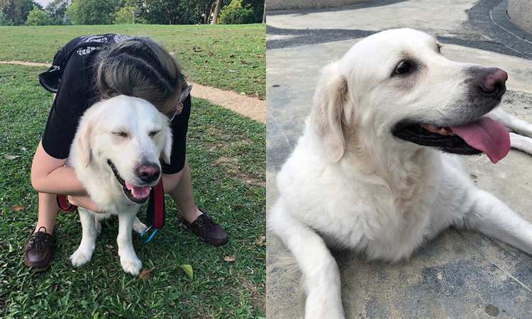 Post thumbnail of When their dog desperately needed a blood donation, they turned to social media for help