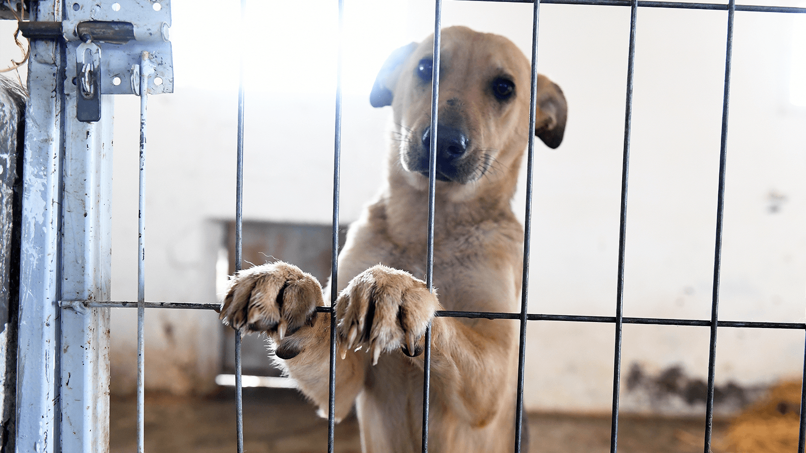 So you think you’re ready for a pet? Think twice, maybe even thrice