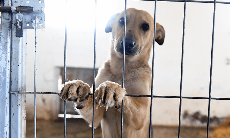 Post thumbnail of So you think you’re ready for a pet? Think twice, maybe even thrice