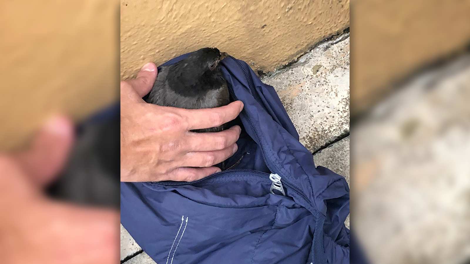 Despite not being able to walk, my neighbour did everything to save two birds caught in the rain