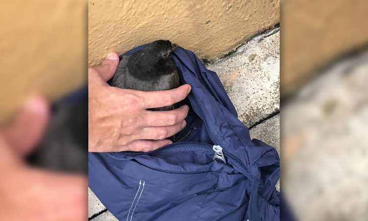 Post thumbnail of Despite not being able to walk, my neighbour did everything to save two birds caught in the rain