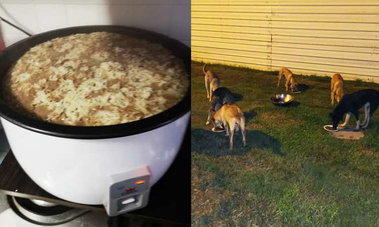 Post thumbnail of Kind feeder prepares hot food to keep stray dogs warm in the rainy weather