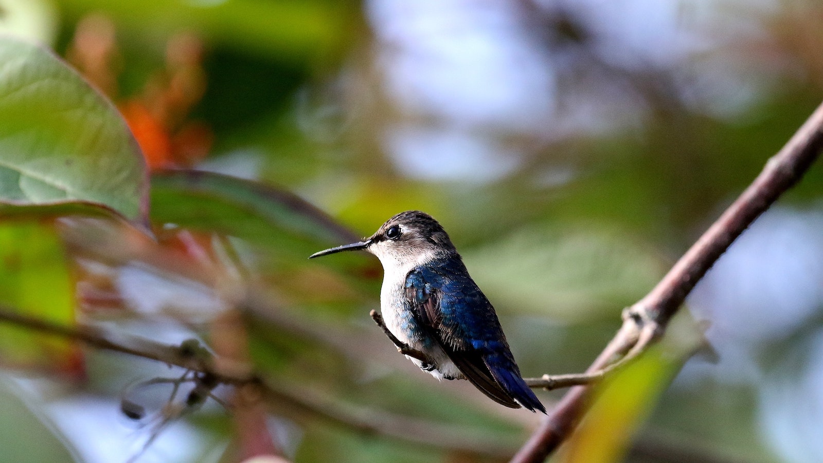 Nature guided me through grief during Covid19