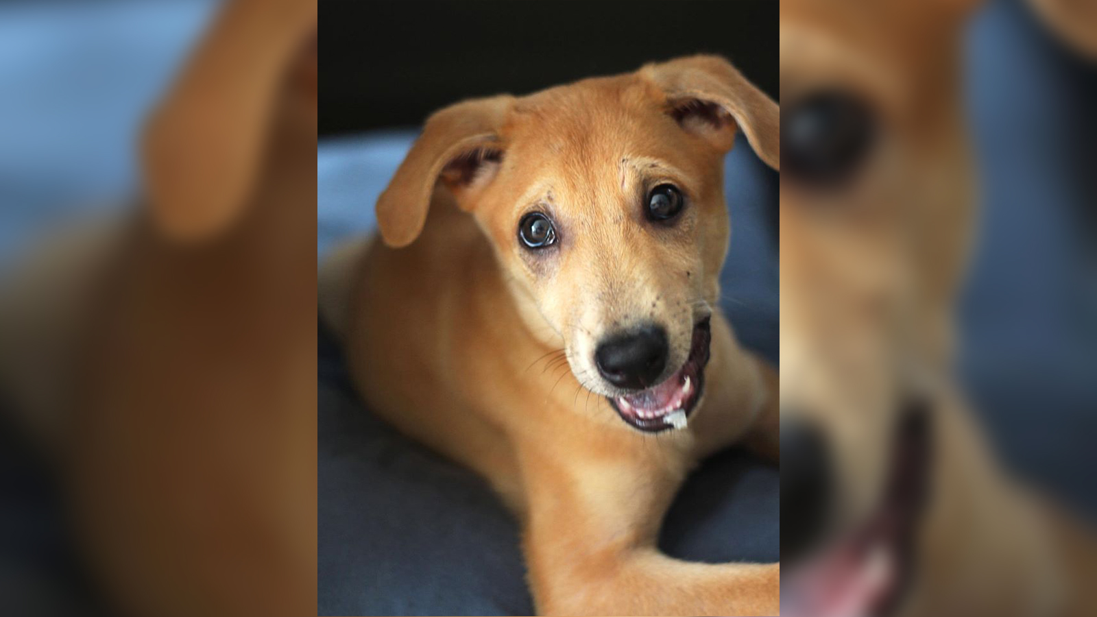 Pets aren’t just for circuit-breaker. Let’s adopt responsibly