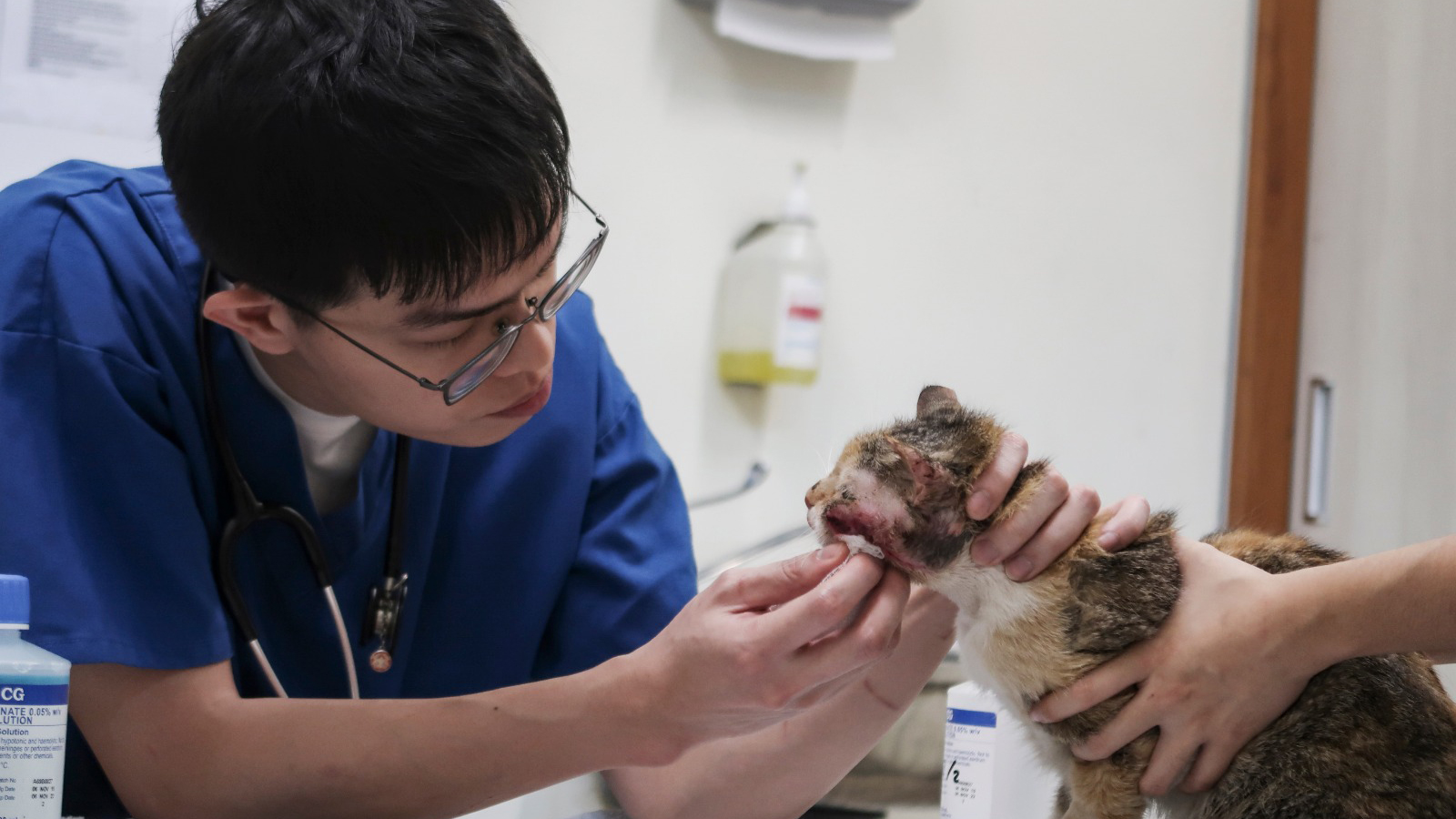 SPCA veterinarian describes life in the clinic during Covid-19