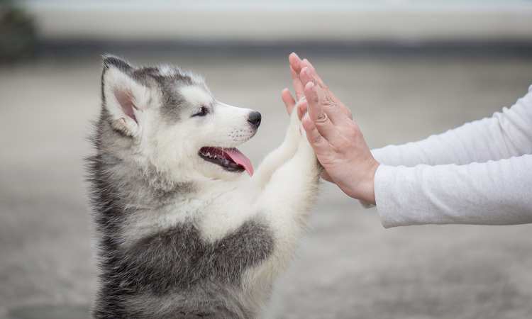 Post thumbnail of I found a lost dog and learned a valuable lesson