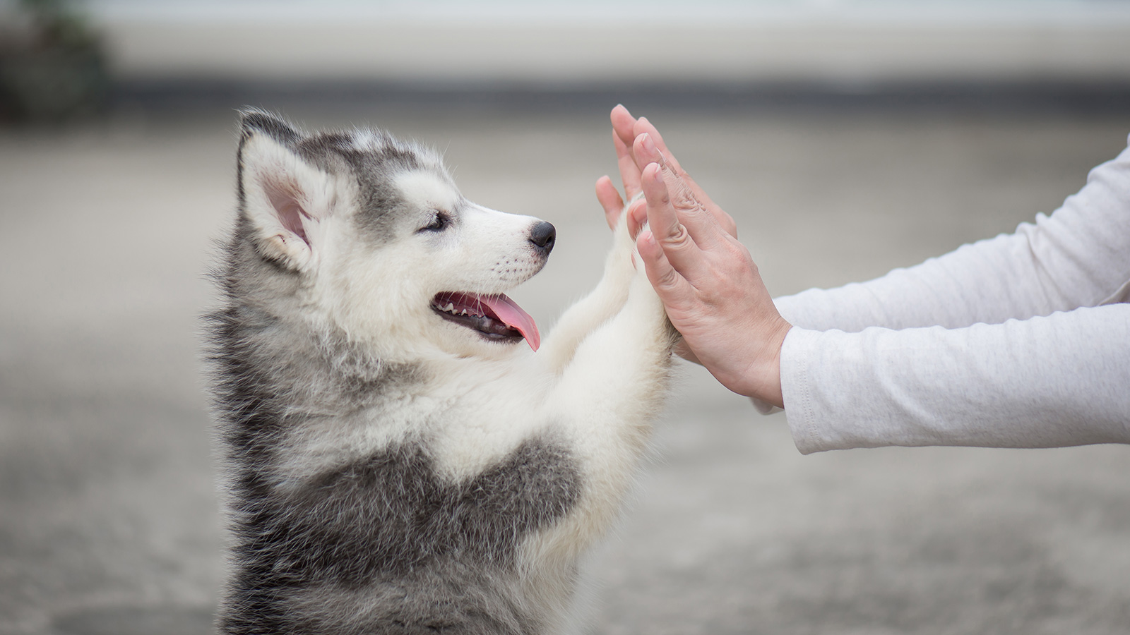 Dog Hi-Five Human