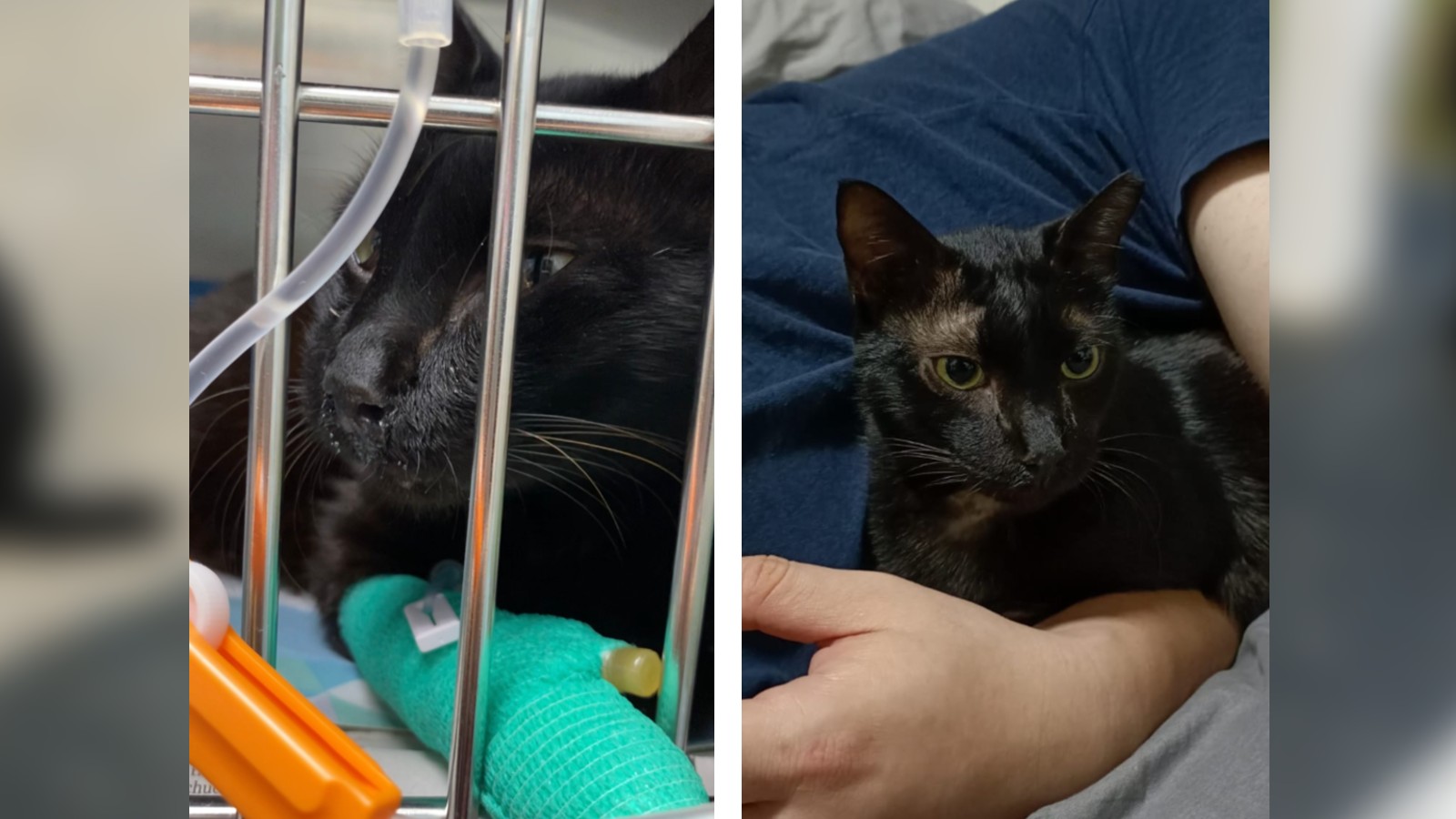 Post thumbnail of A community comes together to give a stray cat a new lease of life