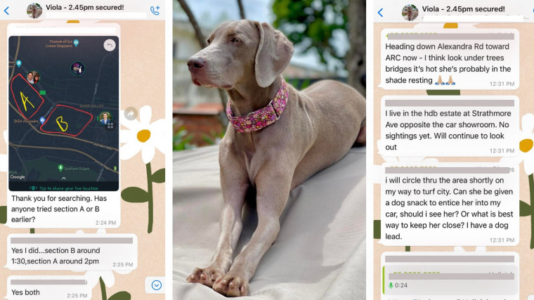 Missing Dog Singapore