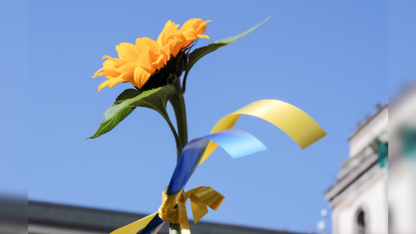 Post thumbnail of Five ways Singaporeans can send help to people suffering in Ukraine