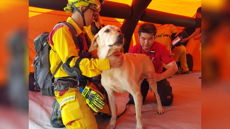 Vet, and then more: Making a difference through volunteerism 