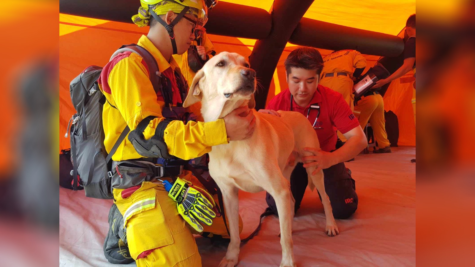 Post thumbnail of World Veterinary Day: Vet makes a difference through volunteerism