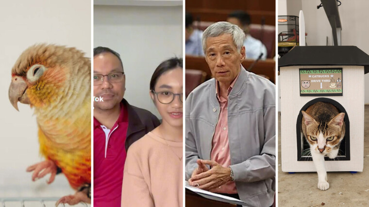 A Kind Take: On parrot problems, social media spats, paying attention to Parliament and cute cat homes