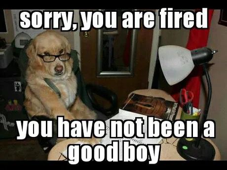 A dog in spectacles at a desk